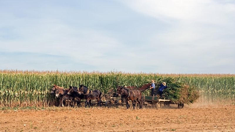 Amish farmers cutting corn in Lancaster County, Pennsylvania, USA.