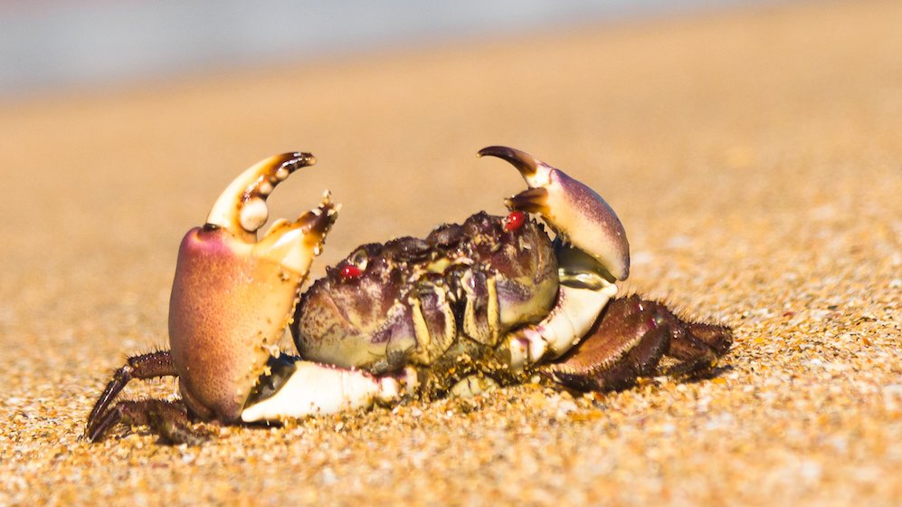 Der lever mange dyr ved stranden. Måske kender du nogle af dem?